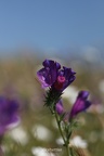 Sand-Natternkopf (Echium sabulicola)